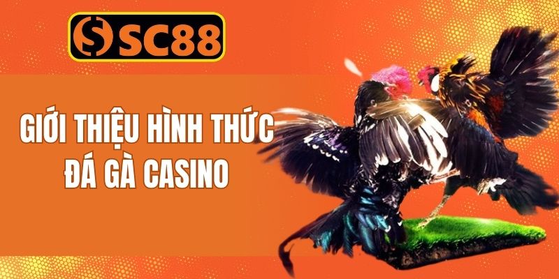 Thông tin giới thiệu hình thức đá gà casino SC88